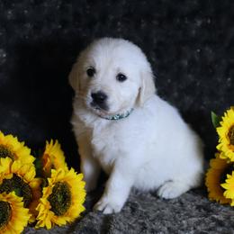 Green Male- Visit will be held at 7 weeks. - Light golden male Golden Retriever puppy in Pasadena, Maryland from Promise Land