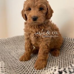 Goldendoodle Puppies from Carlie and Co. Goldendoodles