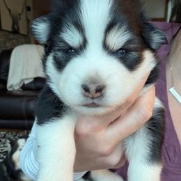 AJ - Black and white male Pomsky puppy in Mc Minnville, Oregon from West Coast Pomskies
