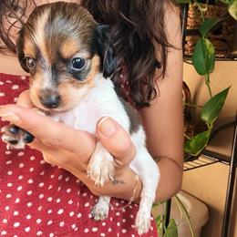 Luna - Piebald female Dachshund puppy in Mountain Home, Arkansas from The Teacup Homestead Miniature Dachshunds