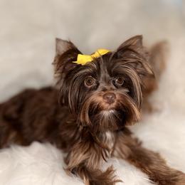 Ruby Lou - Chocolate and tan female Yorkshire Terrier puppy in Houston, Texas from York-Chi House