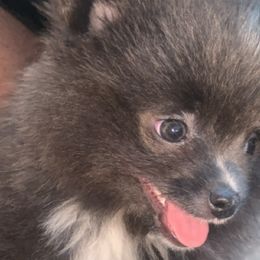 Pomeranians from Anthony’s Diamond Pomeranians