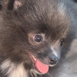 Pomeranians from Anthony’s Diamond Pomeranians