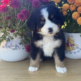 Bernese Mountain Dog Puppies from Blue Ridge Bernese