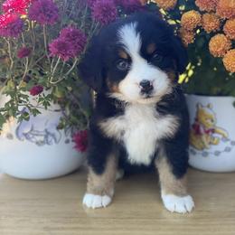 Bernese Mountain Dog Puppies from Blue Ridge Bernese