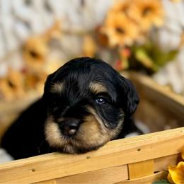 Black rust - Black female Miniature Schnauzer puppy in Independence, Missouri from Crown Schnauzers KC