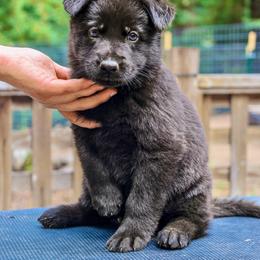 Seasmoke - Black female German Shepherd puppy in Santa Cruz, California from Von Guadachi German Shepherds & Audacity Border Collies