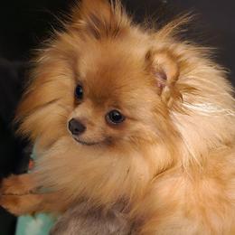 Jolene - Pomeranian