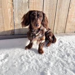 Bodhi - Dachshund