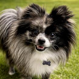 Bandit - Pomeranian