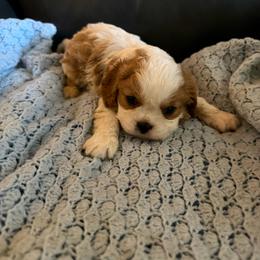 Mikie - Tri-color male Cavalier King Charles Spaniel puppy in Athens, Georgia from Sandy Cross Kennels