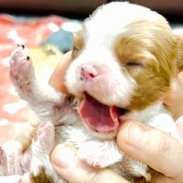 Cavalier King Charles Spaniel Puppies from Hill country cavaliers