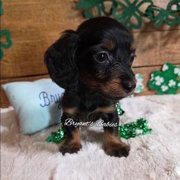 Itty Bitty - Black and tan male Dachshund puppy in Webb, Alabama from Bryant's Babies