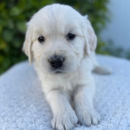 Black Collar Boy - Light golden male Golden Retriever puppy in Utah from Deseret Peak Goldens