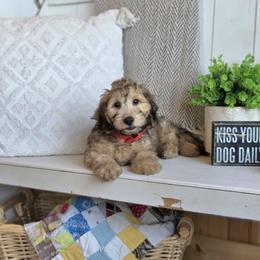 AKC Meet Lake :) - Cream male Dachshund puppy in Centerville, Iowa from Barnyard Dachshunds, Dals & Doodles