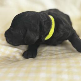 KERMIT - Black male Poodle puppy in Thornton, Colorado from Shandy Poodle