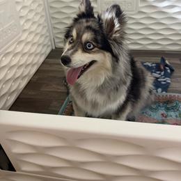 Ella - Pomsky