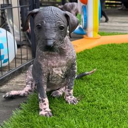 Chunky Monkey - Black white and tan female Xoloitzcuintli puppy in Manitowoc, Wisconsin from Wonderland Kennel