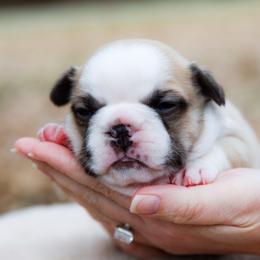 Gumbo - Fawn and white male French Bulldog puppy in Star City, Arkansas from T4 Farms