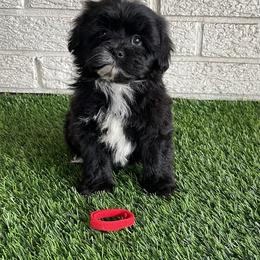 Red collar - Black and white male Shihpoo puppy in Bay City, Texas from Billy's Puppies
