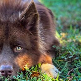 Siberian Huskies from For the Wise Siberian huskies