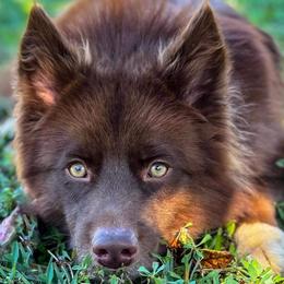 Siberian Huskies from For the Wise Siberian huskies