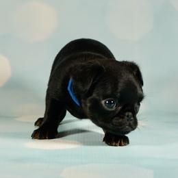 AKC Blue Collar - Black and tan male Brussels Griffon puppy in Florida from Robin’s Griffons