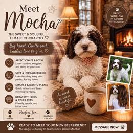 Mocha - Brown and white female Cockapoo puppy in Millville, California from Hope Lane Kennels