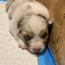 Lenny - Red merle male Australian Shepherd puppy in Brownfield, Maine from Misty Feather Aussies