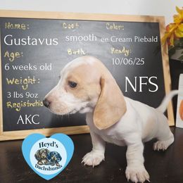 Sunny - Piebald male Dachshund puppy in Hoquiam, Washington from Heyd's Mini Dachshunds