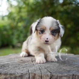 Tweed (Merle Fluff w Tail) - Blue merle and white male American Corgi puppy in Straughn, Alabama from Magnolia Creek Corgis
