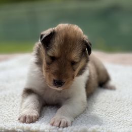 Girl - Pink collar - Sable and white female Collie puppy in Boonville, Indiana from M&J Country Kennels