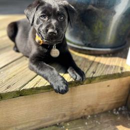 Labrador Retriever Puppies from Creekside Canines