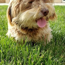 French Bulldogs and Havanese from Havaneses de Santillan
