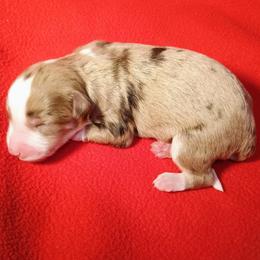 Boy (5) - Chocolate merle male Bernedoodle puppy in New Holland, Pennsylvania from Ellie's Cute as a Button Yorkies