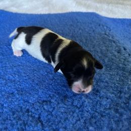 Windy - Black female Dachshund puppy in Wolf Lake, Indiana from Canisteo Dachshunds