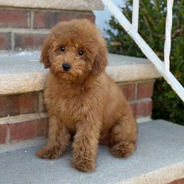 Mercedes - Red  female Poodle puppy in Belleville, New Jersey from TK Poodles