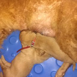 Golden Retriever Puppies from Gingersnap Golden Retrievers