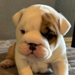 Mr Potato Head - Red and white male Bulldog puppy in Fayettville Ar, Arkansas from Ozark Bulldogs