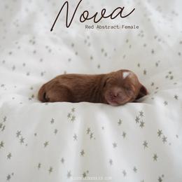 Nova - Red  female Goldendoodle puppy in Vancouver, Washington from Blissful Doodles