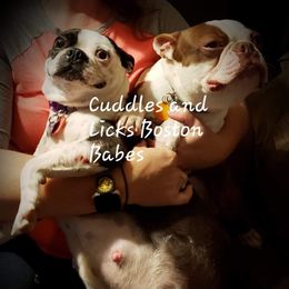 Boston Terriers from Cuddles and Licks Boston Babes
