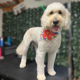 Peachy - Goldendoodle