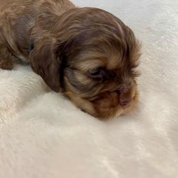 Cocker Spaniel Puppies from Jennifer Dees