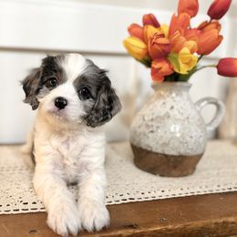 Dolly - Merle female Cavapoo puppy in Kankakee, Illinois from Apricot Roots Doodles
