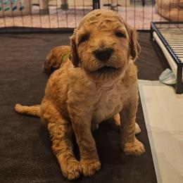 Dorothy - Apricot female Goldendoodle puppy in Lumberton, Texas from SETX Doodle Den LLC