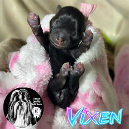 Vixen - Black and white female Shih Tzu puppy in Sacramento, California from NANA’S  QUALITY SHIH TZU'S
