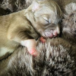 Bear - Red and white male Pomsky puppy in Greenville, South Carolina from Thicketty Mountain Pomskies