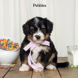 Pebbles - Tri-color female Bernedoodle puppy in St Joe, Indiana from Pawsh Bernedoodles