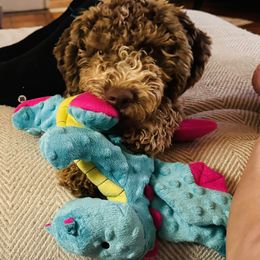 Lagotto Romagnolo Puppies from Lagotti di Mesilla