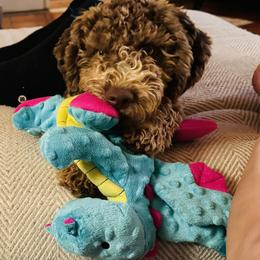 Lagotto Romagnolo Puppies from Lagotti di Mesilla